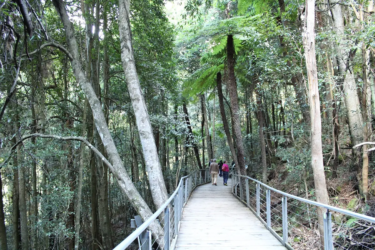 Two visitors walking along a wooden boardwalk with metal railings through tall trees and tree ferns